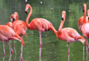 Scientists Balanced A Dead Flamingo On One Leg To Unlock The Bird’s Standing Secret
